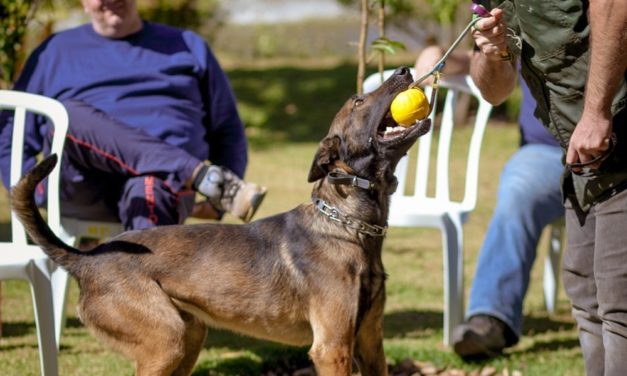 Django, cão farejador da Polícia Civil do DF, é reencontrado após 18 dias desaparecido