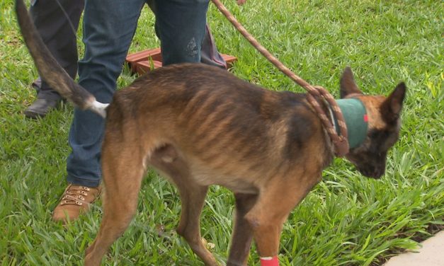Django, cão farejador da Polícia Civil do DF, é reencontrado após 18 dias desaparecido