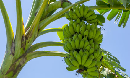 Praga na mandioca leva agricultores a sucesso com cultivo de banana