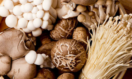 Com mercado em expansão, cogumelos atraem agricultores