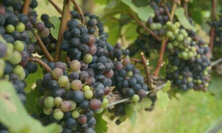 Produção de uva tem espaço para crescer