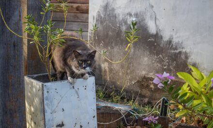Polícia Civil investiga envenenamento de gatos em condomínio de Sobradinho