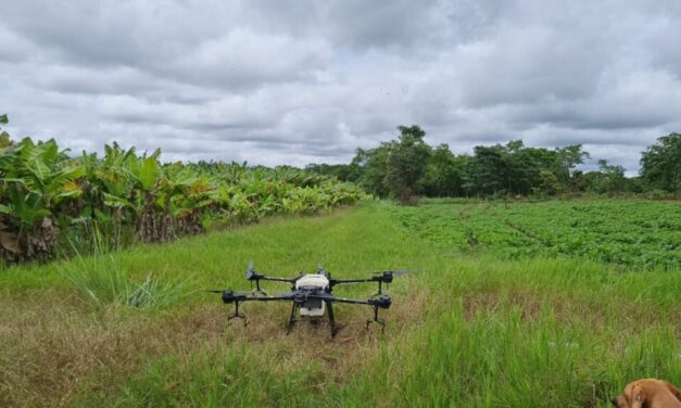 Uso de drones na lavoura de banana eleva a produtividade