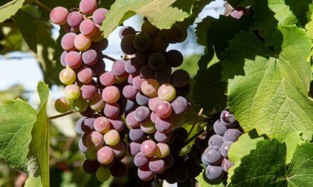 Oportunidades e desafios para a produção de uva no Distrito Federal
