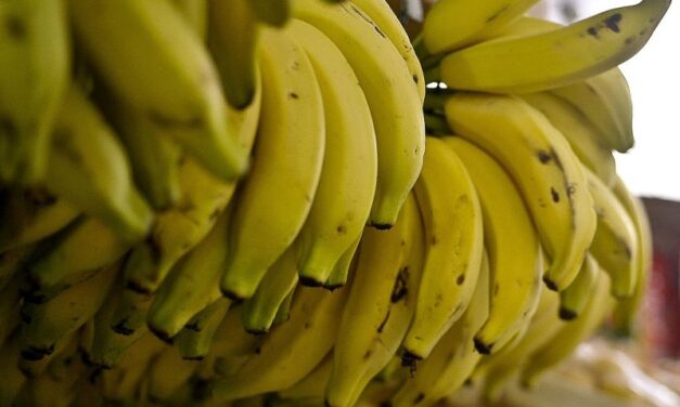 <strong>Yes, o Distrito Federal produz muita banana! Foram mais de 5 mil toneladas este ano</strong>