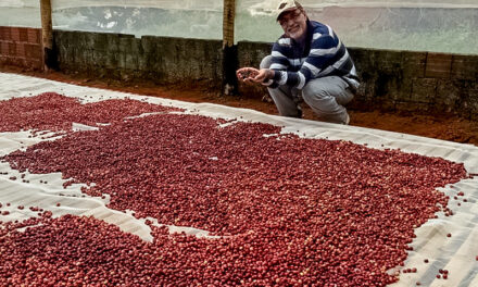 Produção de café vem crescendo no Distrito Federal
