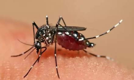 Dengue: o que é, sintomas, tratamento e prevenção